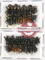 Scientific lot no. 572 Coprophaga (24 pcs)