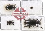 Scientific lot no. 104 Erotylidae (4 pcs)