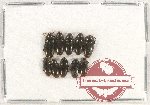 Scientific lot no. 114 Erotylidae (10 pcs)