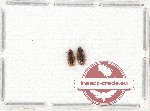 Scientific lot no. 102 Erotylidae (2 pcs)