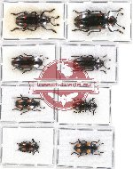 Scientific lot no. 106 Erotylidae (8 pcs)