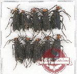 Scientific lot no. 49 Meloidae (10 pcs)