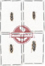 Scientific lot no. 91 Cleridae (4 pcs - 1 pc A2)