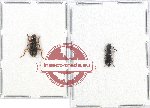 Scientific lot no. 96 Cleridae (2 pcs - 1 pc A2)