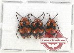 Scientific lot no. 298 Chrysomelidae (3 pcs A2)