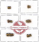 Scientific lot no. 326 Chrysomelidae (17 pcs)