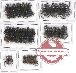 Scientific lot no. 535 Coprophaga (37 pcs)