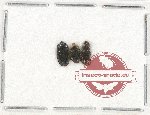 Scientific lot no. 129 Nitidulidae (3 pcs)