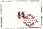 Scientific lot no. 264 Tenebrionidae (2 pcs)