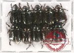 Scientific lot no. 212 Rutelinae (10 pcs)