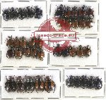 Scientific lot no. 218 Rutelinae (40 pcs)