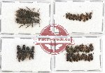 Scientific lot no. 117 Staphylinidae (36 pcs)