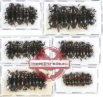 Scientific lot no. 113 Erotylidae (29 pcs)