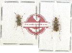 Scientific lot no. 48 Cicindelidae (Pentacomia cribrata) (2 pcs A2)