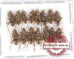 Scientific lot no. 87 Cleridae (15 pcs)