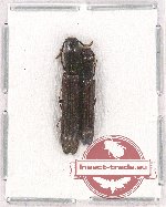 Colydidae Scientific lot no. 18 (2 pcs)