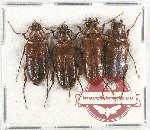 Cebrionidae sc. lot no. 4 (4 pcs A2)