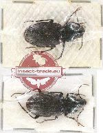 Scientific lot no. 425 Carabidae (2 pcs - 1 pc A2)