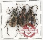 Scientific lot no. 402 Carabidae (Carabus sp.) (3 pcs)