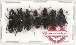 Scientific lot no. 400 Carabidae (7 pcs A, A-, A2)