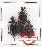 Scientific lot no. 412 Carabidae (4 pcs)