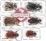 Scientific lot no. 102 Melolonthinae (6 pcs)