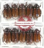 Scientific lot no. 97 Melolonthinae (10 pcs A-, A2)