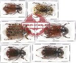 Scientific lot no. 101 Melolonthinae (6 pcs)