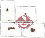 Scientific lot no. 94 Scolytidae (14 pcs)