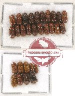 Scientific lot no. 102 Scolytidae (29 pcs)