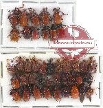 Scientific lot no. 54 Attelabidae (39 pcs)