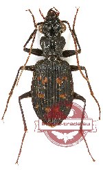 Pericalus (s.str.) funestus Andrewes, 1926 (10 pcs)