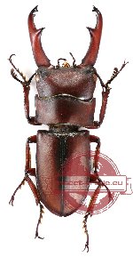 Dorcus axisopsis Séguy, 1954 (10 pcs)