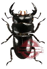 Dorcus antaeus ssp. myashitai