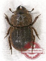 Microlucanus greensledeae (A2)