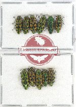 Scientific lot no. 91 Buprestidae (11 pcs A, A-, A2)