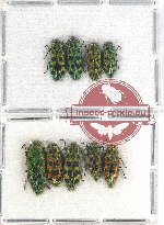 Scientific lot no. 90 Buprestidae (9 pcs A, A-, A2)