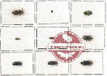 Scientific lot no. 86 Buprestidae (9 pcs)