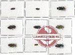 Scientific lot no. 88 Buprestidae (9 pcs)