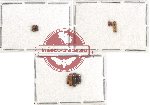 Scientific lot no. 97 Scolytidae (9 pcs)