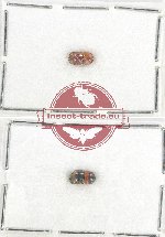 Scientific lot no. 90 Scolytidae (2 pcs)