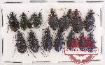 Scientific lot no. 416 Carabidae (15 pcs)