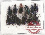 Scientific lot no. 404 Carabidae (12 pcs)