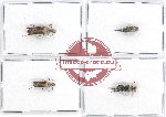 Scientific lot no. 50 Mordellidae (4 pcs - 1 pc A2)