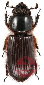 Passalidae sp. 1