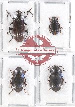 Scientific lot no. 265 Tenebrionidae (4 pcs)