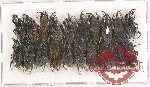 Scientific lot no. 448 Curculionidae (20 pcs)