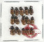 Scientific lot no. 568 Coprophaga (15 pcs)