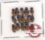 Scientific lot no. 569 Coprophaga (15 pcs)