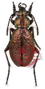 Carabus (Aulonocarabus) truncaticollis fleischeri